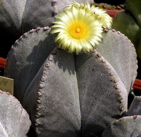 Astrophytum myriostigma Lemaire, Cact. Gen. Nov., 4, 1839